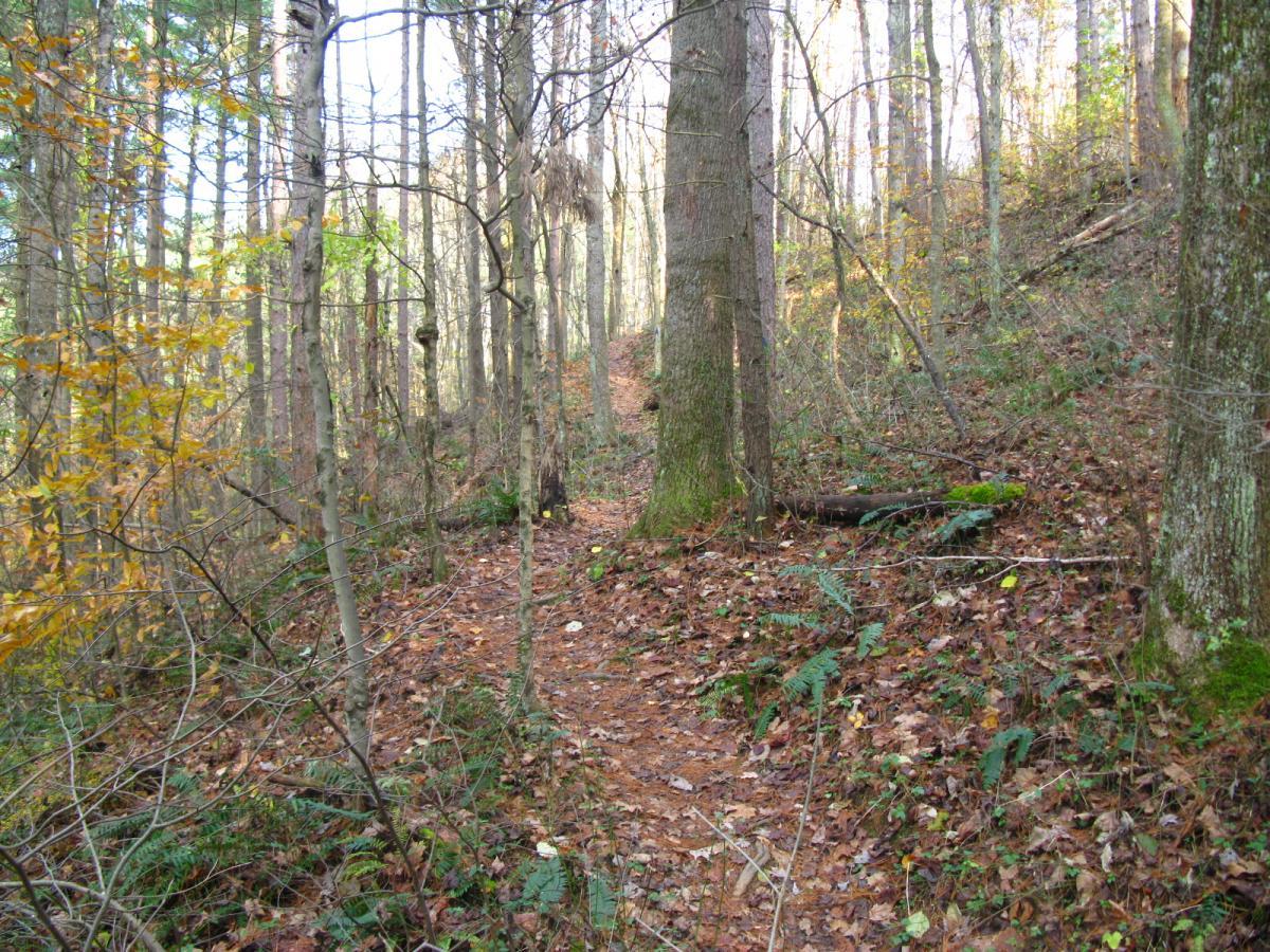 A winding dirt path through a forest, surrounded by tall trees with sparse autumn foliage. The forest floor is covered in fallen leaves and small plants, creating a natural, serene atmosphere. Sunlight filters through the branches, highlighting various shades of brown and green. Strouds Run State Park mountain bike trail.