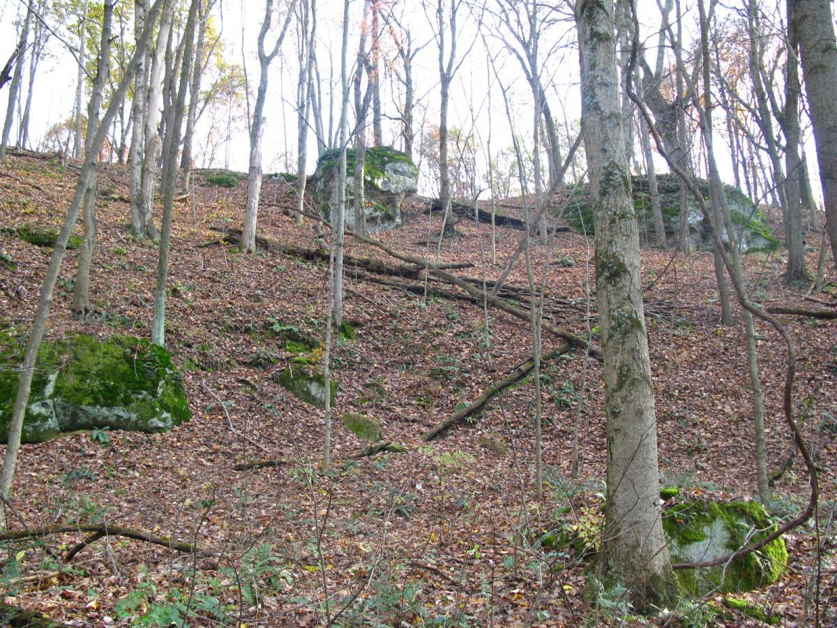 A forested hillside covered in fallen leaves, featuring bare trees, scattered rocks, and patches of greenery. The scene conveys a tranquil, natural environment during autumn. Strouds Run State Park mountain bike trail.