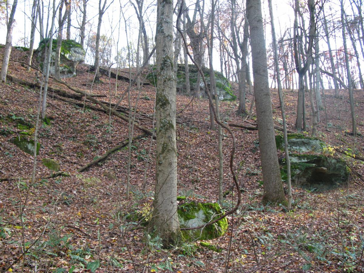 A forested hillside scene featuring tall trees and rocky outcrops, with a carpet of fallen leaves on the ground. The landscape shows a mix of greenery, including small plants and moss on the rocks, under a clear sky. Strouds Run State Park mountain bike trail.