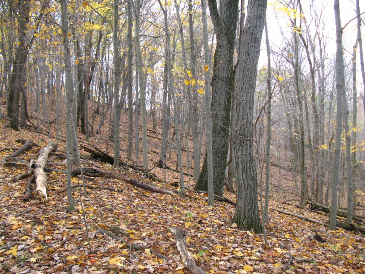 A serene forest scene depicting tall, bare trees with sparse leaves, scattered on the ground amidst a carpet of colorful autumn foliage. The landscape slopes gently, showcasing fallen logs and twigs, creating a tranquil and natural environment. Strouds Run State Park mountain bike trail.