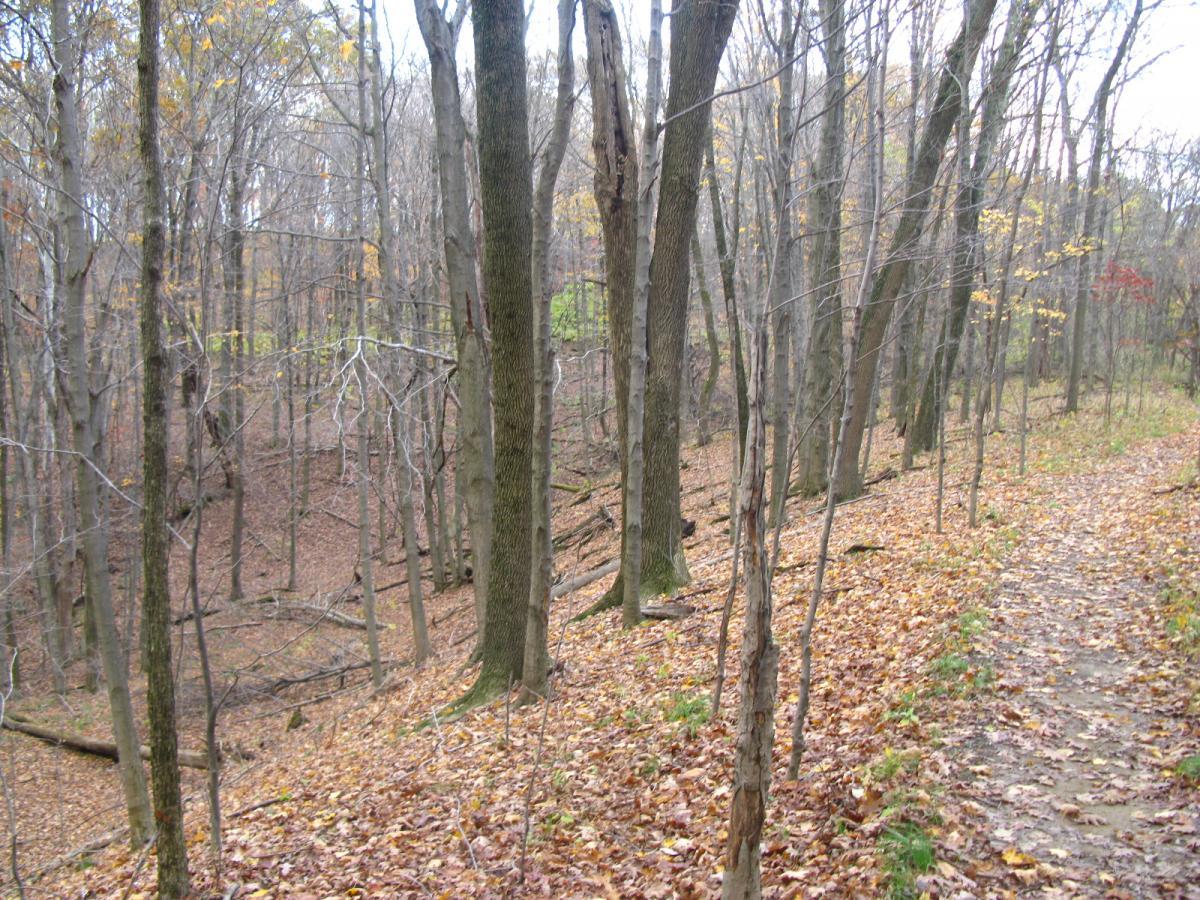 A tranquil forest scene featuring tall, bare trees in late autumn, with leaf-covered ground and a winding dirt path. The woods are mostly empty, allowing glimpses of the forest floor and hints of greenery in the background. Strouds Run State Park mountain bike trail.