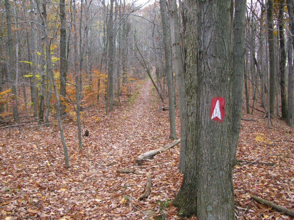 A wooded trail covered with fallen leaves, flanked by trees with some autumn foliage. A tree on the right features a red and white trail marker, indicating the path's direction. Strouds Run State Park mountain bike trail.