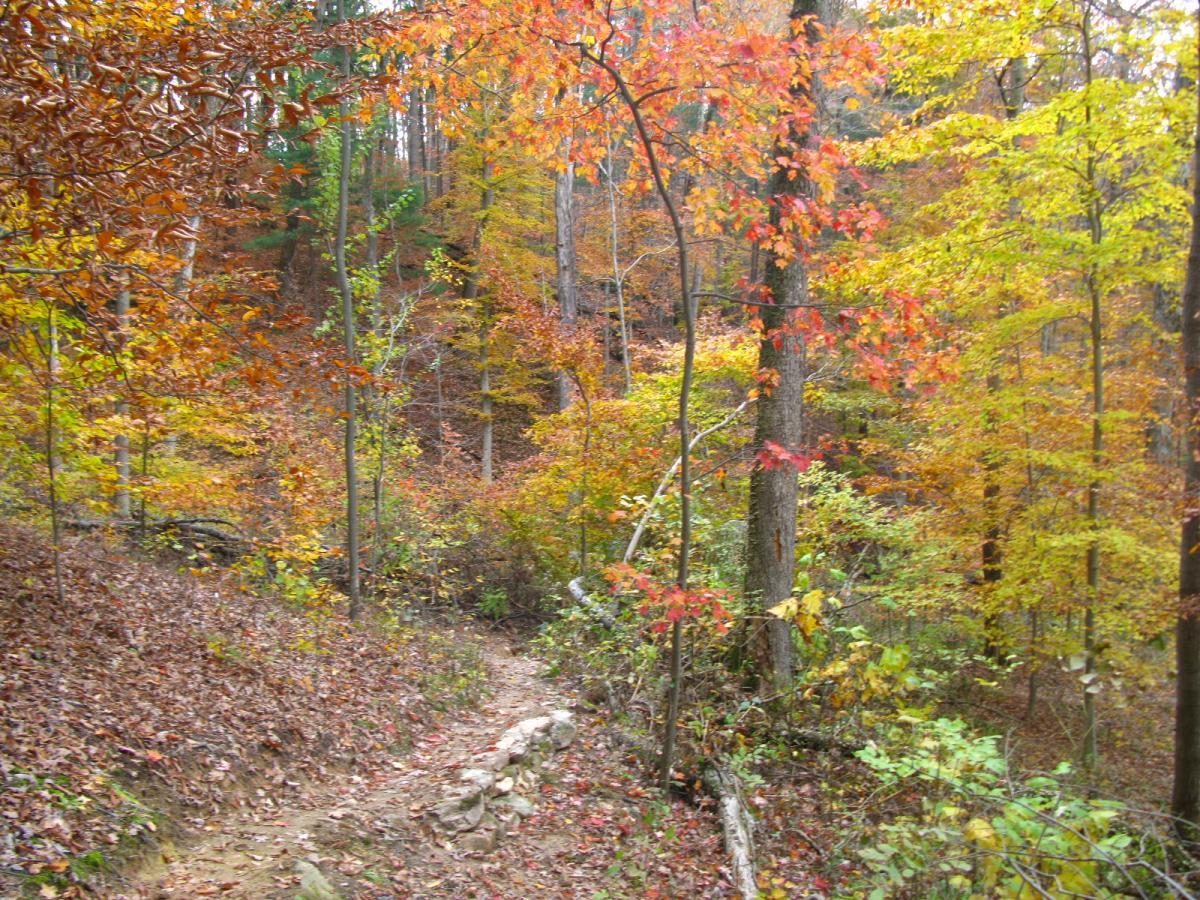 A winding trail through a vibrant autumn forest, featuring trees with red, orange, and yellow leaves, along with a carpet of fallen leaves on the ground. The scene captures the rich colors of fall foliage and the peacefulness of nature. Strouds Run State Park mountain bike trail.