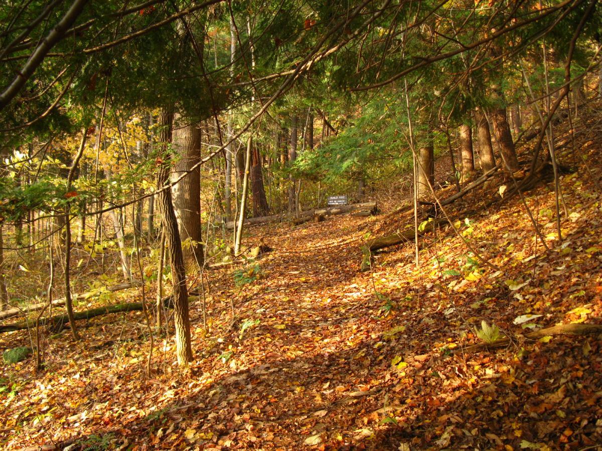 A serene forest path covered in autumn leaves, with sunlight filtering through the trees. The trail winds through tall trees, with vibrant fall foliage in shades of yellow and orange, creating a picturesque natural setting. A bench is visible in the distance, inviting visitors to rest and enjoy the peaceful surroundings. Strouds Run State Park mountain bike trail.