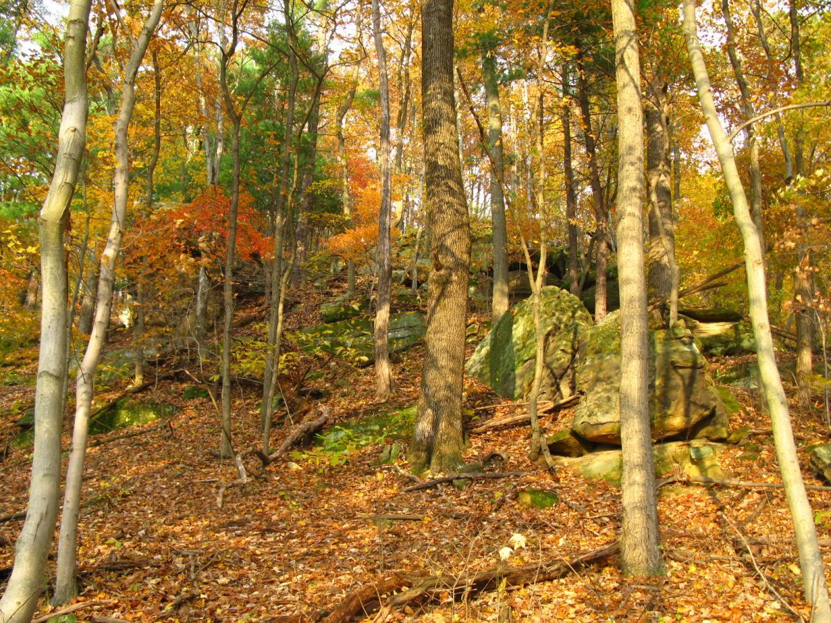 A scenic view of a forested hillside during autumn, showcasing vibrant orange, yellow, and green foliage. Tall trees stand among scattered rocks and fallen leaves, casting dappled shadows on the ground. The atmosphere is peaceful and warm, reflecting the beauty of the fall season. Strouds Run State Park mountain bike trail.