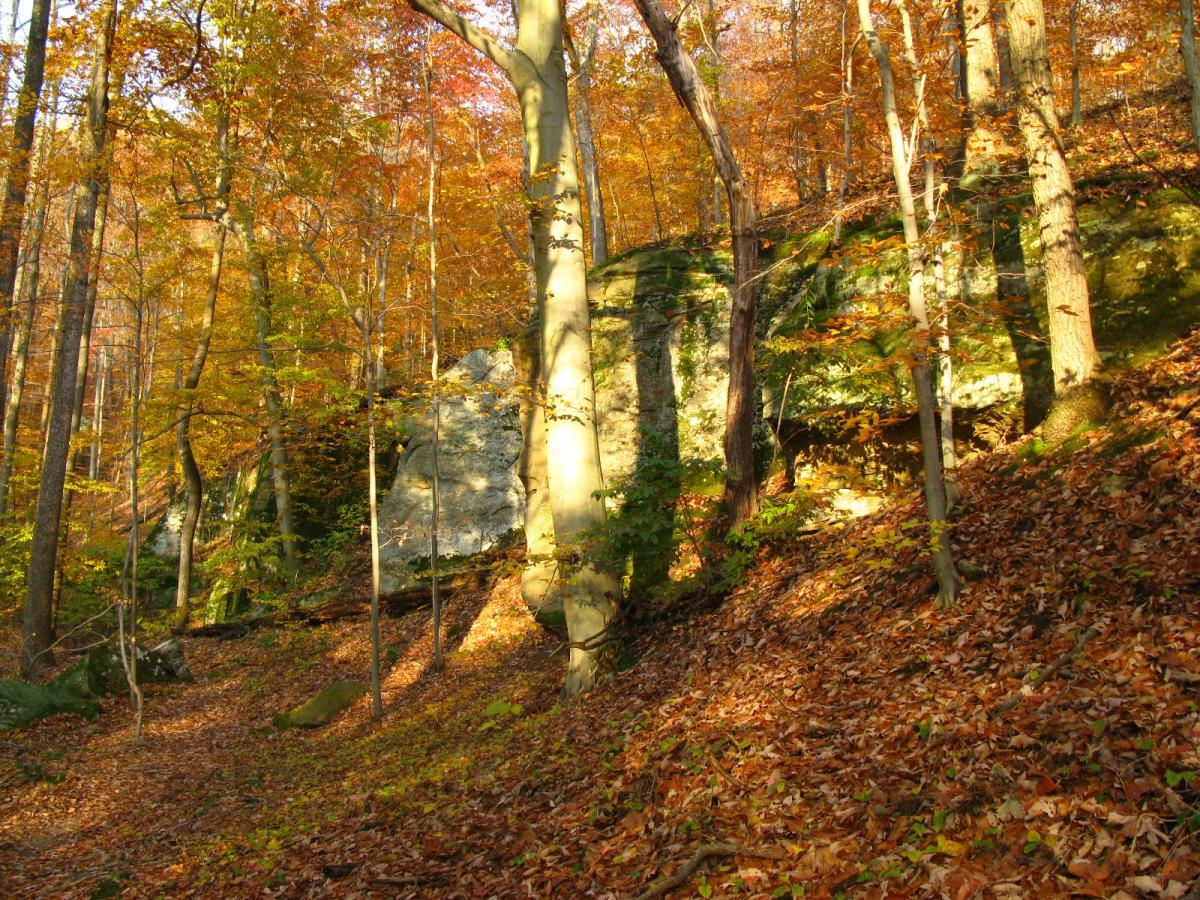 A scenic view of a forest in autumn, featuring vibrant orange and yellow leaves on deciduous trees. The sunlight filters through the branches, casting warm light on the forest floor, which is covered in fallen leaves. A rocky outcrop is visible in the background, adding to the natural beauty of the landscape. Strouds Run State Park mountain bike trail.