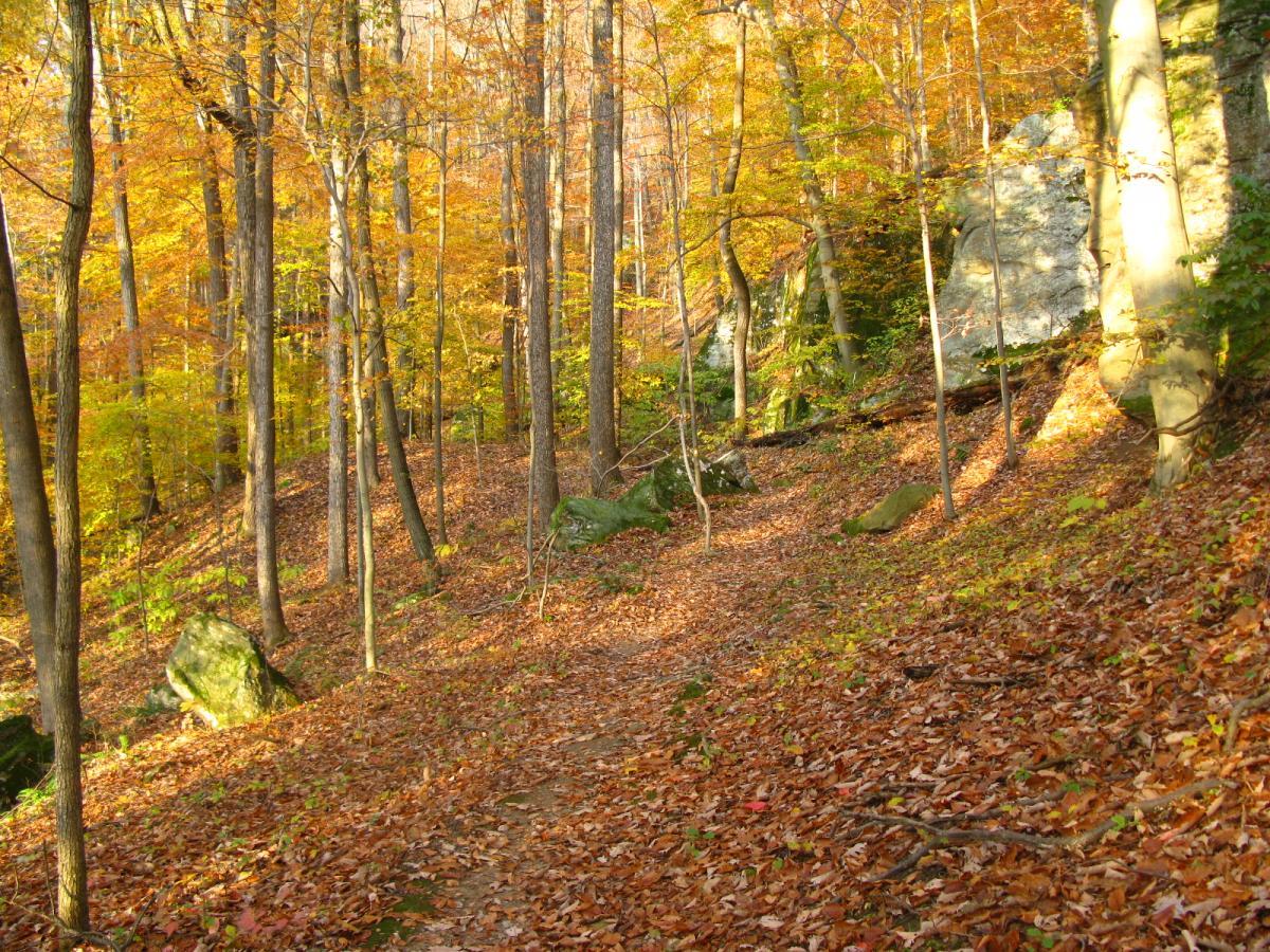 A serene forest path covered in autumn leaves, surrounded by trees displaying vibrant fall colors. Large rocks are scattered along the trail, enhancing the natural beauty of the landscape. Strouds Run State Park mountain bike trail.