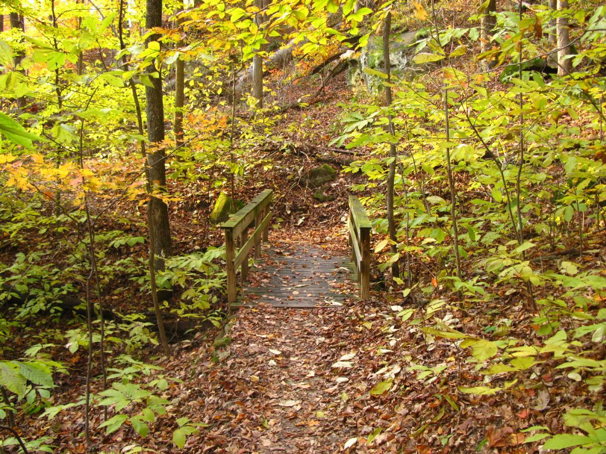 A wooden footbridge spans a trail surrounded by vibrant autumn foliage, with leaves in shades of green, yellow, and orange carpeting the ground. The scene showcases a serene forest path, inviting exploration through the colorful and tranquil environment. Strouds Run State Park mountain bike trail.