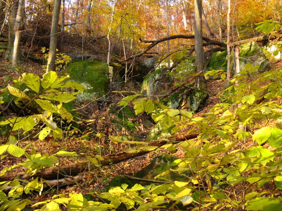 A serene forest scene during autumn featuring vibrant yellow leaves, moss-covered rocks, and trees with golden foliage. The ground is covered with fallen leaves and small plants, creating a picturesque natural setting. Strouds Run State Park mountain bike trail.