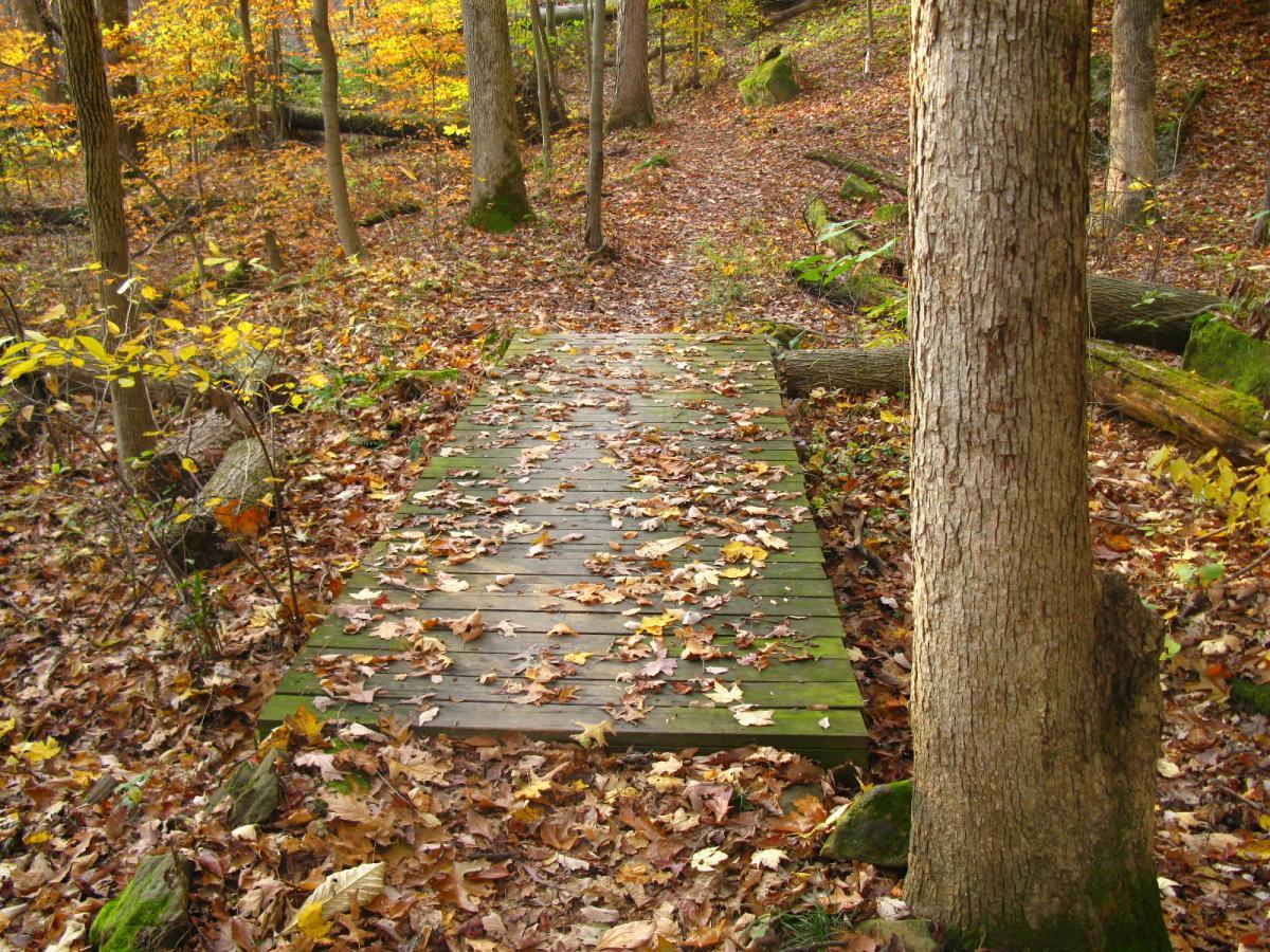 A wooden bridge covered with fallen leaves spans a peaceful forest trail surrounded by trees displaying autumn colors. The ground is also blanketed with leaves, creating a serene woodland atmosphere. Strouds Run State Park mountain bike trail.