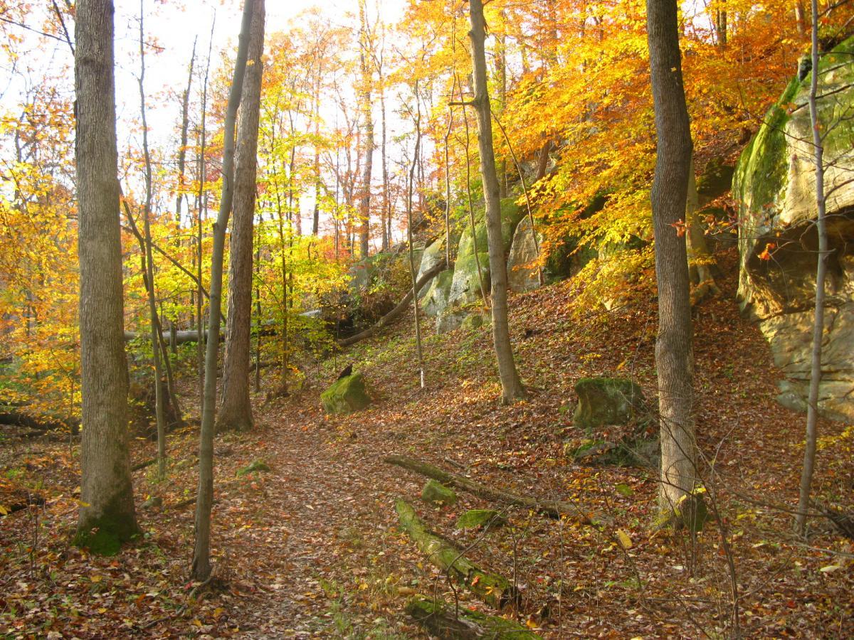 A serene autumn landscape featuring a winding dirt path through a forest. Tall trees with vibrant orange and yellow leaves line the path, while fallen leaves cover the ground. Rocky outcrops are visible in the background. The soft sunlight filters through the branches, creating a warm and inviting atmosphere. Strouds Run State Park mountain bike trail.