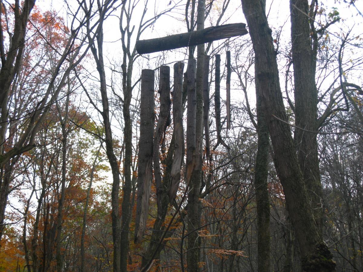 A cluster of tree trunks and branches vertically arranged in a forest, surrounded by leafless trees and scattered autumn foliage. The scene is set in a muted, overcast light, creating a serene atmosphere. Strouds Run State Park mountain bike trail.