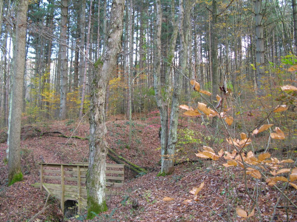 A serene forest scene showcasing tall trees with autumn foliage. In the foreground, a small wooden bridge crosses a gentle slope covered in fallen leaves, surrounded by a mix of green and yellow leaves from nearby trees. The background features a dense arrangement of upright trees, creating a peaceful, natural atmosphere. Strouds Run State Park mountain bike trail.