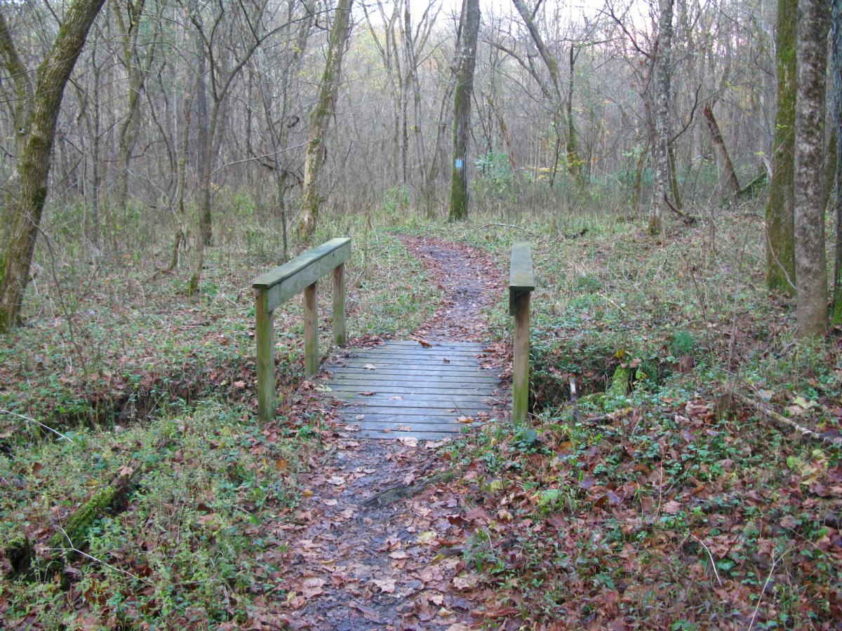 A wooden bridge spans a small stream in a dense forest, with a winding path leading through the trees. The ground is covered with fallen leaves and patches of green ground cover, indicating a natural and tranquil setting. Strouds Run State Park mountain bike trail.