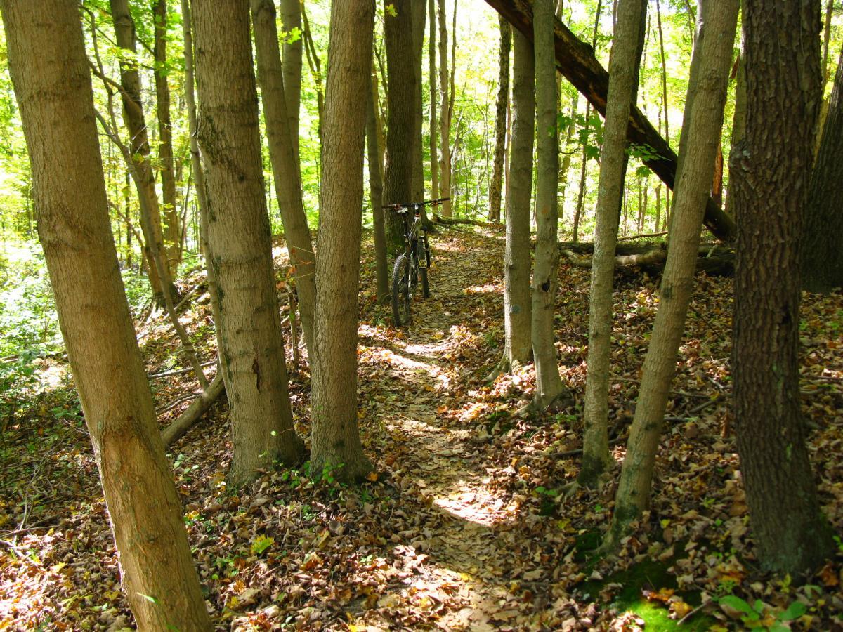 A serene forest pathway lined with tall trees and fallen leaves, featuring a mountain bike resting against a tree. Sunlight filters through the leaves, illuminating the vibrant greenery of the woods. East Fork mountain bike trail.