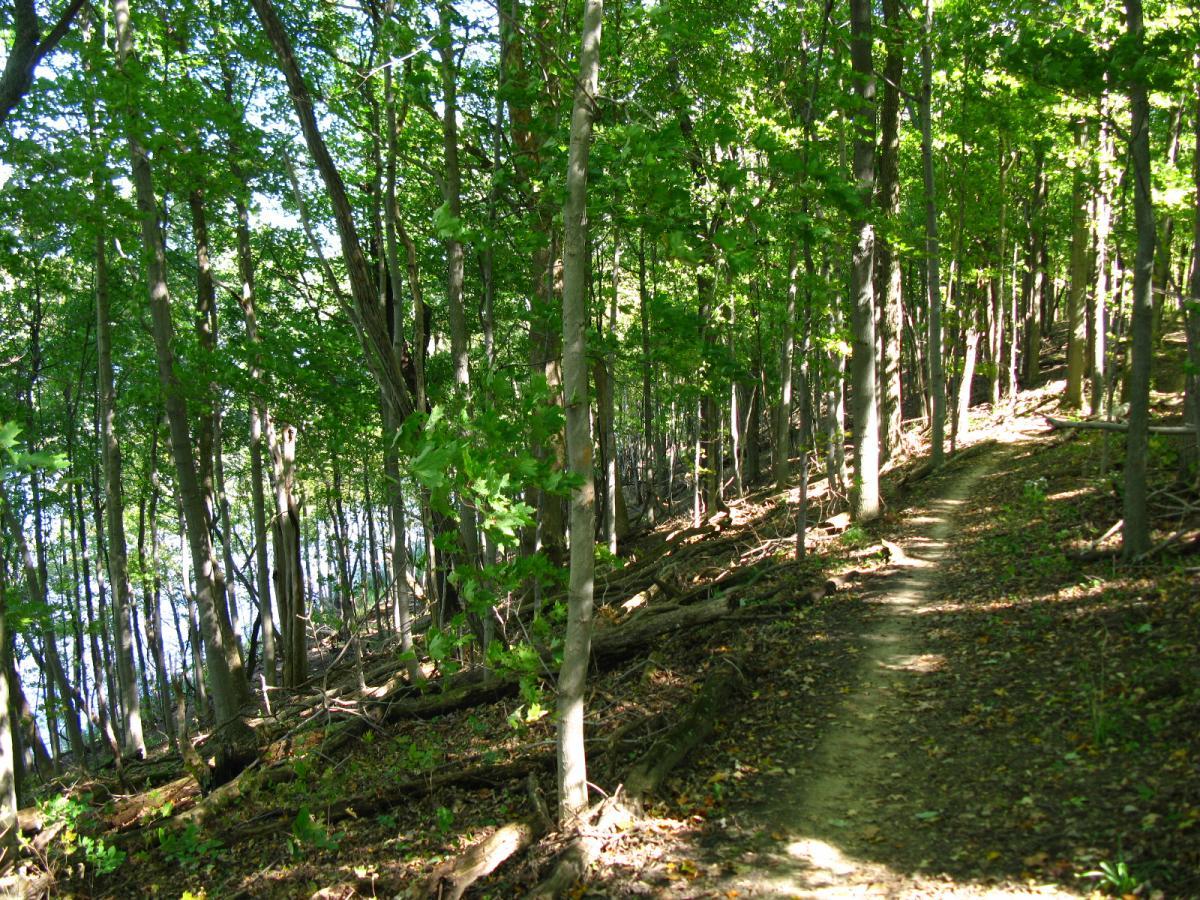 A serene forest path winding through tall trees with lush green leaves, bordered by scattered fallen branches and soft earth. The sunlight filters through the canopy, illuminating the trail and creating a peaceful atmosphere near a body of water visible in the background. East Fork mountain bike trail.