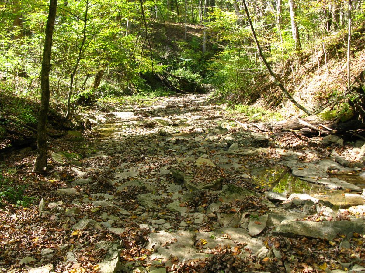 A serene rocky stream bed surrounded by lush greenery and trees, with sunlight filtering through the leaves. Fallen leaves cover the ground, and the gentle slopes of the forested hills rise on either side. East Fork mountain bike trail.