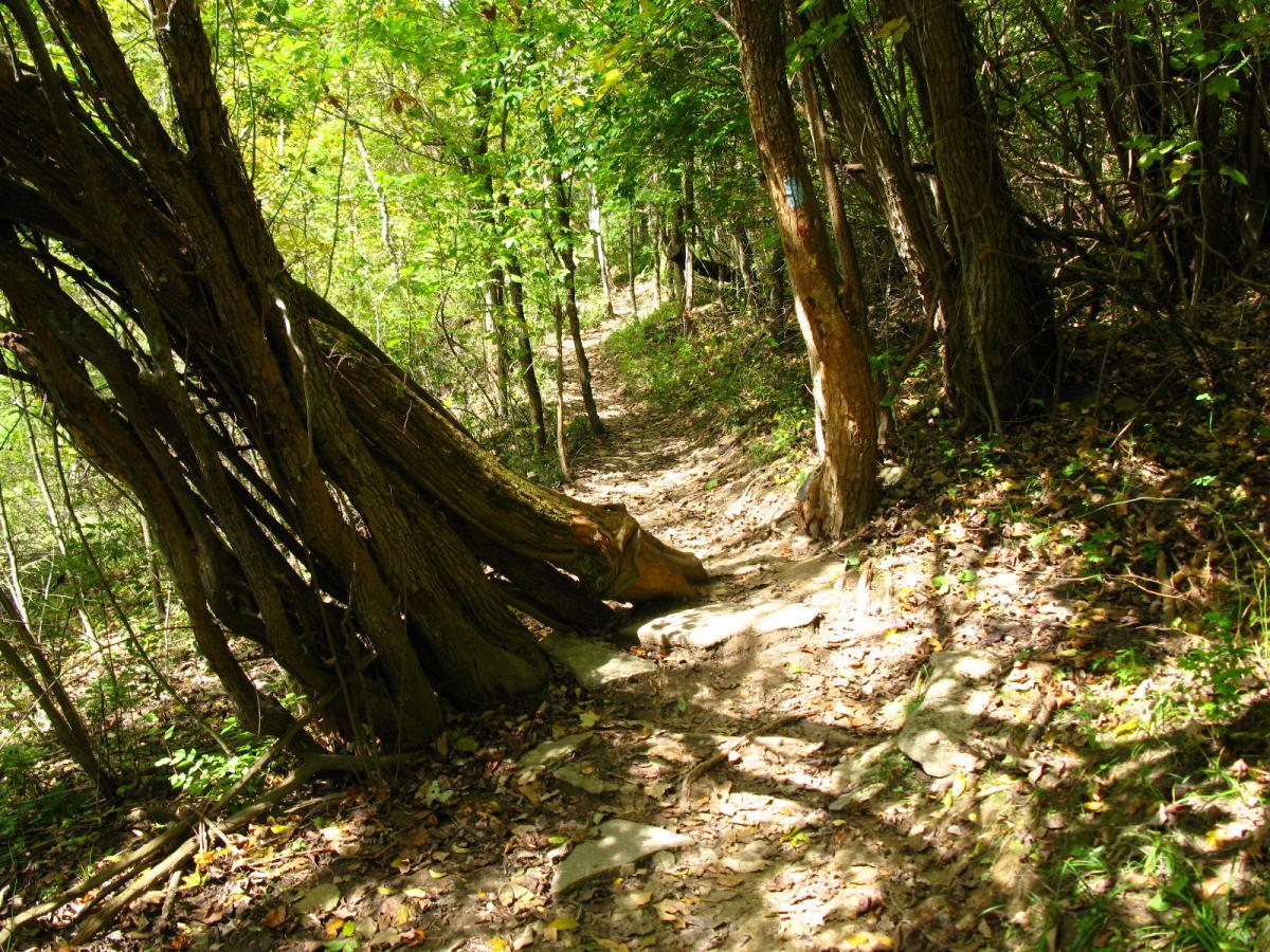 A narrow, winding dirt path through a lush green forest, surrounded by tall trees and dappled sunlight filtering through the leaves. The trail is lined with fallen leaves and shows signs of wear, suggesting it is frequently used. East Fork mountain bike trail.
