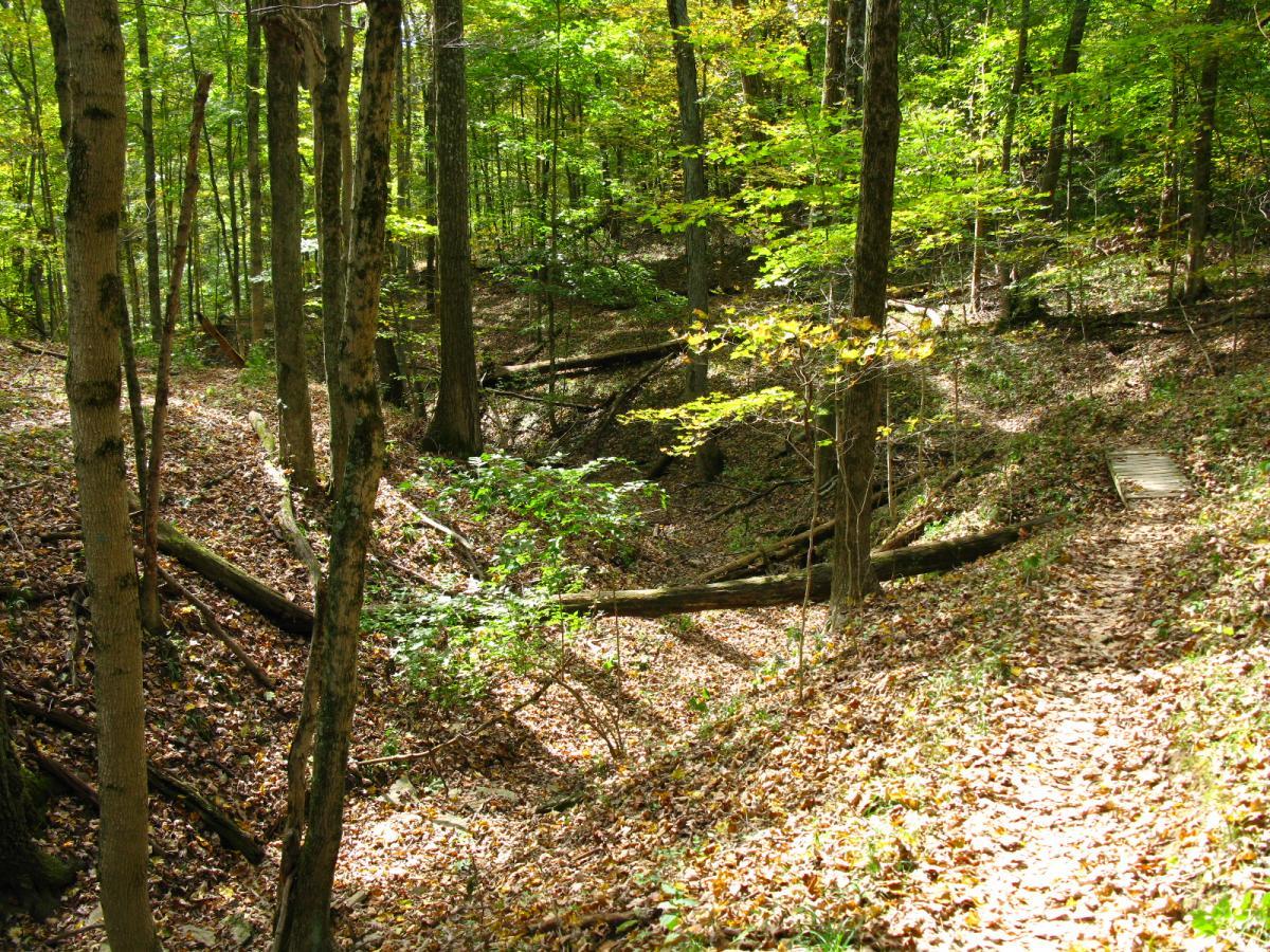 A serene forest landscape featuring tall trees with green leaves, sunlight filtering through the canopy. The ground is covered with a carpet of fallen leaves, and a small dirt path runs through the scene, leading to a wooden bridge crossing a shallow creek. Logs and branches are scattered throughout the area, adding to the natural beauty of the environment. East Fork mountain bike trail.