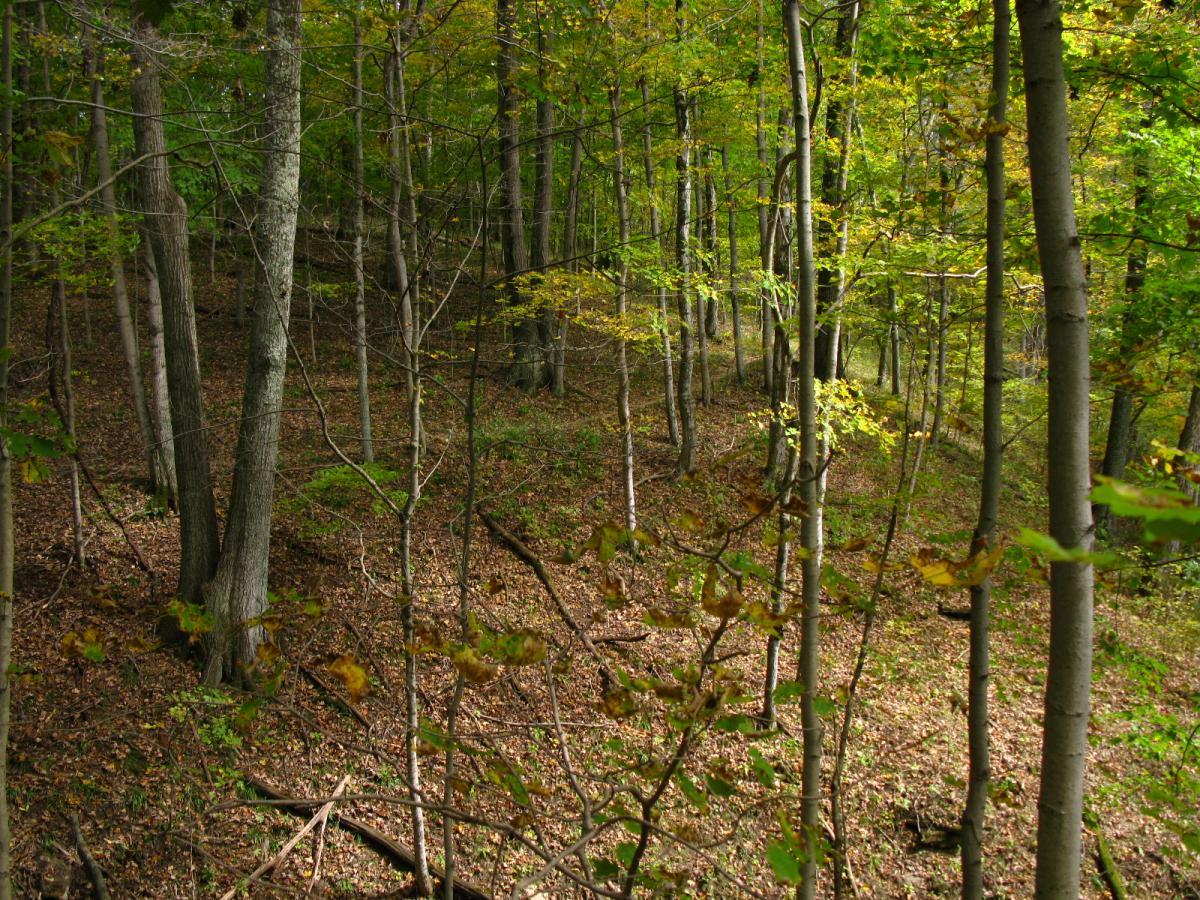 A peaceful forest scene showing tall trees with green and yellow leaves, a carpet of fallen leaves on the ground, and a gentle slope in the terrain. Sunlight filters through the branches, creating dappled light effects. East Fork mountain bike trail.