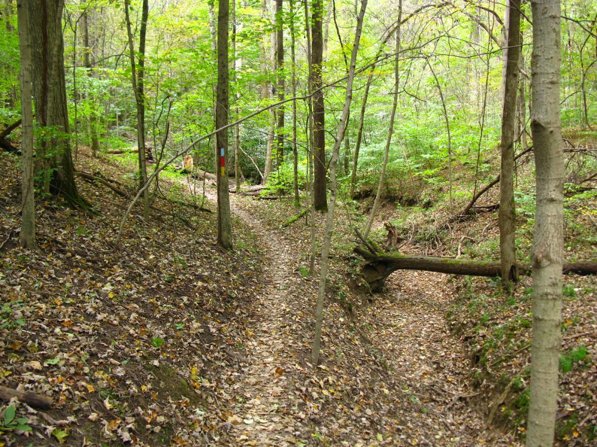 A serene woodland path winding through a lush forest, surrounded by trees with green leaves. The ground is covered with fallen leaves, and a small creek or drainage ditch runs alongside the path, which is flanked by fallen branches and greenery. East Fork mountain bike trail.