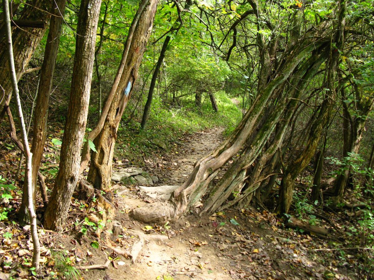 A narrow, earthy path winding through a lush green forest, flanked by trees with twisted trunks and leafy vegetation. Sunlight filters through the canopy, illuminating the trail and highlighting the textures of the bark and the ground covered with fallen leaves. East Fork mountain bike trail.