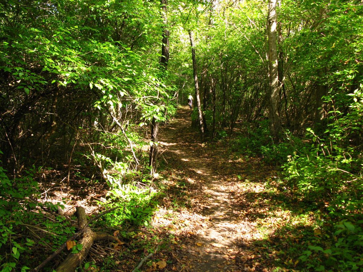 A narrow dirt path winding through a lush, green forest filled with trees and underbrush, illuminated by sunlight filtering through the leaves. The path is bordered by fallen branches and scattered leaves, suggesting a peaceful, natural setting. Hueston Woods State Park mountain bike trail.