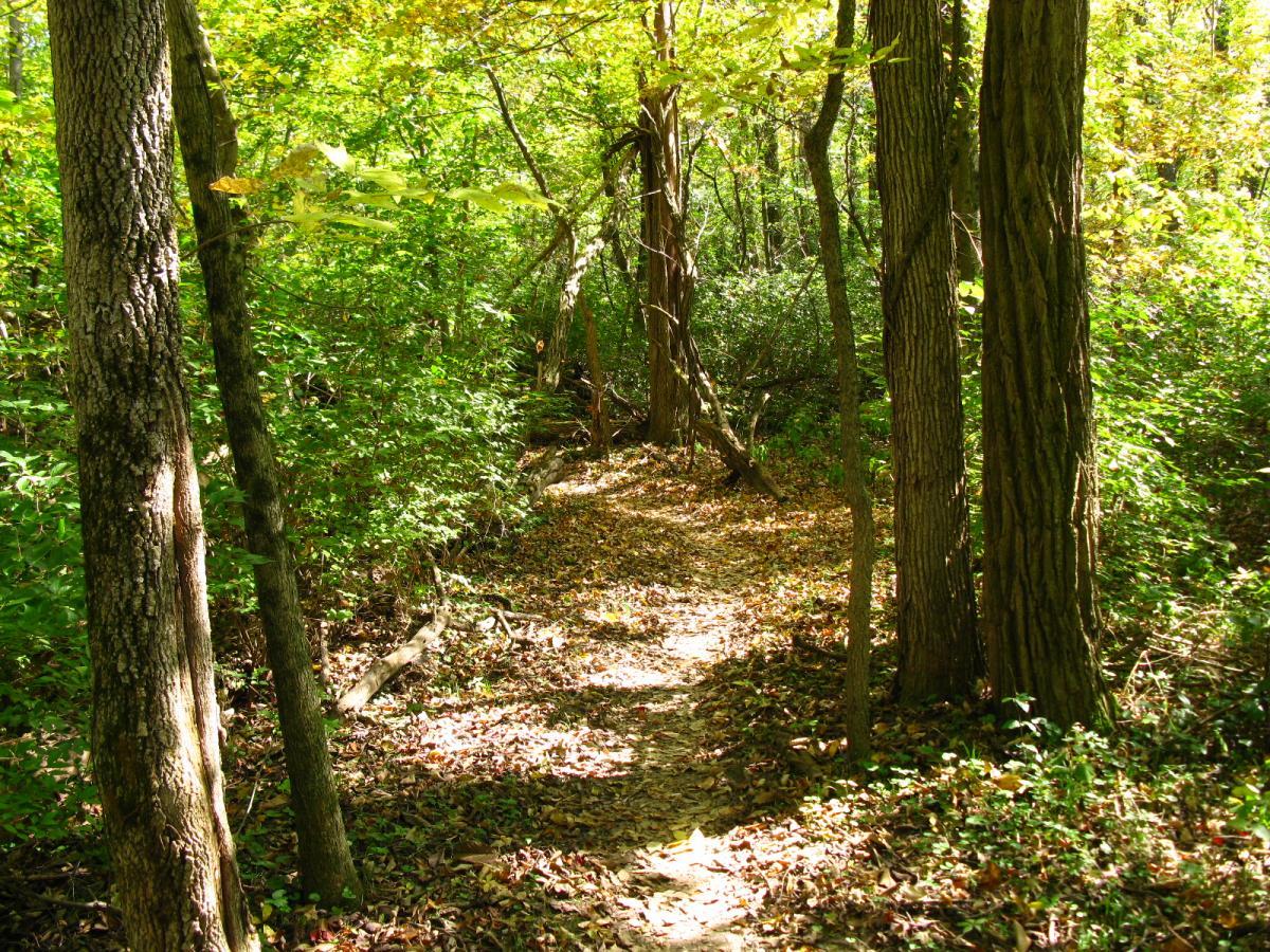 A serene forest path winding through a vibrant green landscape, framed by tall trees and scattered leaves on the ground. Sunlight filters through the foliage, creating a peaceful and inviting atmosphere. Hueston Woods State Park mountain bike trail.