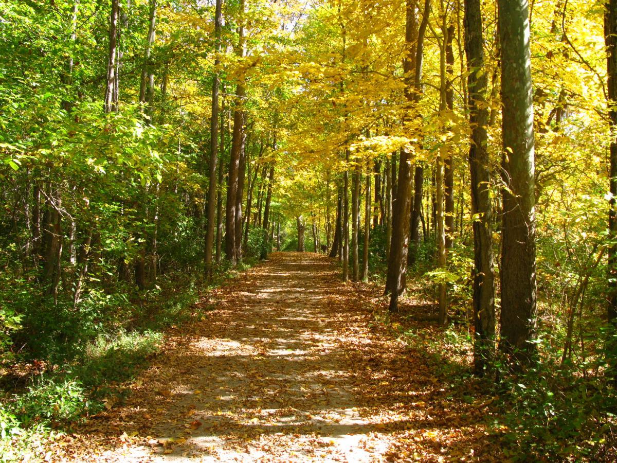 A serene pathway surrounded by tall trees with vibrant green and golden leaves, invitingly leading into the background. The ground is covered with fallen leaves, creating a picturesque scene of autumn. Sunlight filters through the canopy, casting soft light on the trail. Hueston Woods State Park mountain bike trail.