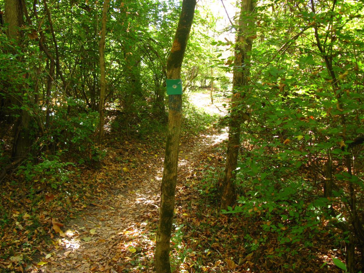 A narrow dirt path winding through a dense forest, surrounded by lush green foliage and scattered fallen leaves. A blue marker is attached to a tree along the path, indicating the trail's route. Sunlight filters through the trees, creating a serene and inviting atmosphere. Hueston Woods State Park mountain bike trail.
