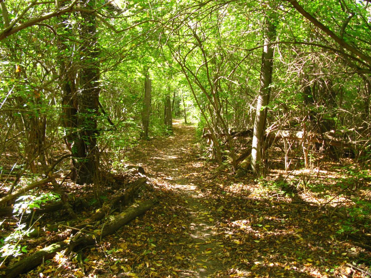 A narrow, winding path through a lush, green forest, surrounded by tall trees and dense underbrush. The ground is covered with fallen leaves, and dappled sunlight filters through the canopy, creating a serene and inviting atmosphere. Hueston Woods State Park mountain bike trail.