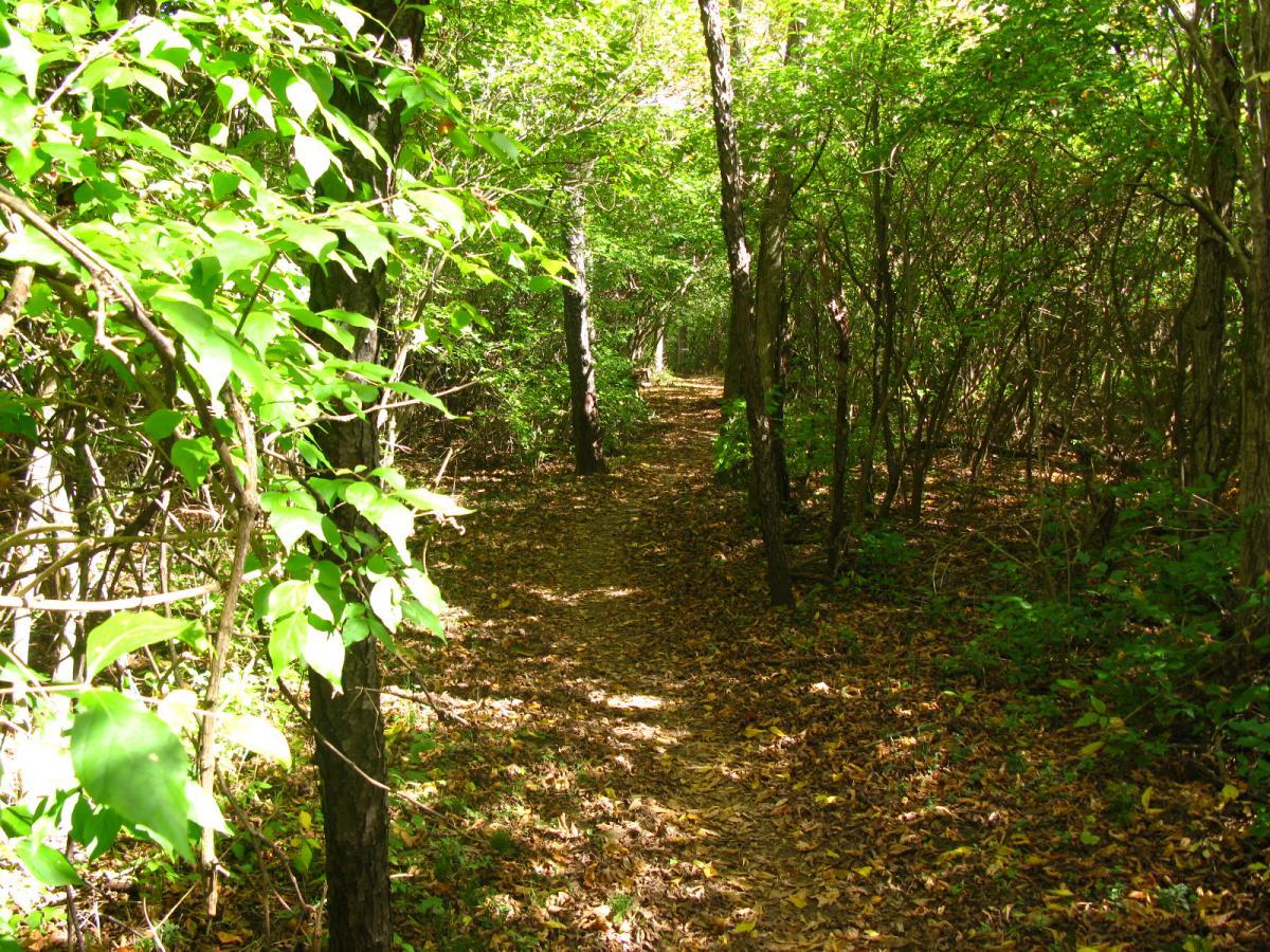 A serene pathway winding through a lush green forest, framed by trees and dense foliage. Sunlight filters through the leaves, casting gentle shadows on the leaf-covered ground. Hueston Woods State Park mountain bike trail.