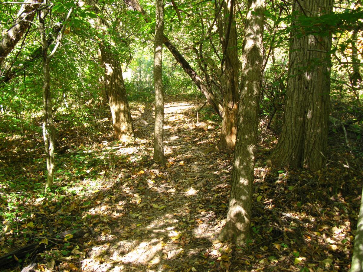 A sunlit forest pathway surrounded by tall trees, with dappled light filtering through the leaves. The ground is covered with fallen leaves and the trail is slightly winding, inviting exploration into the lush greenery of the woods. Hueston Woods State Park mountain bike trail.