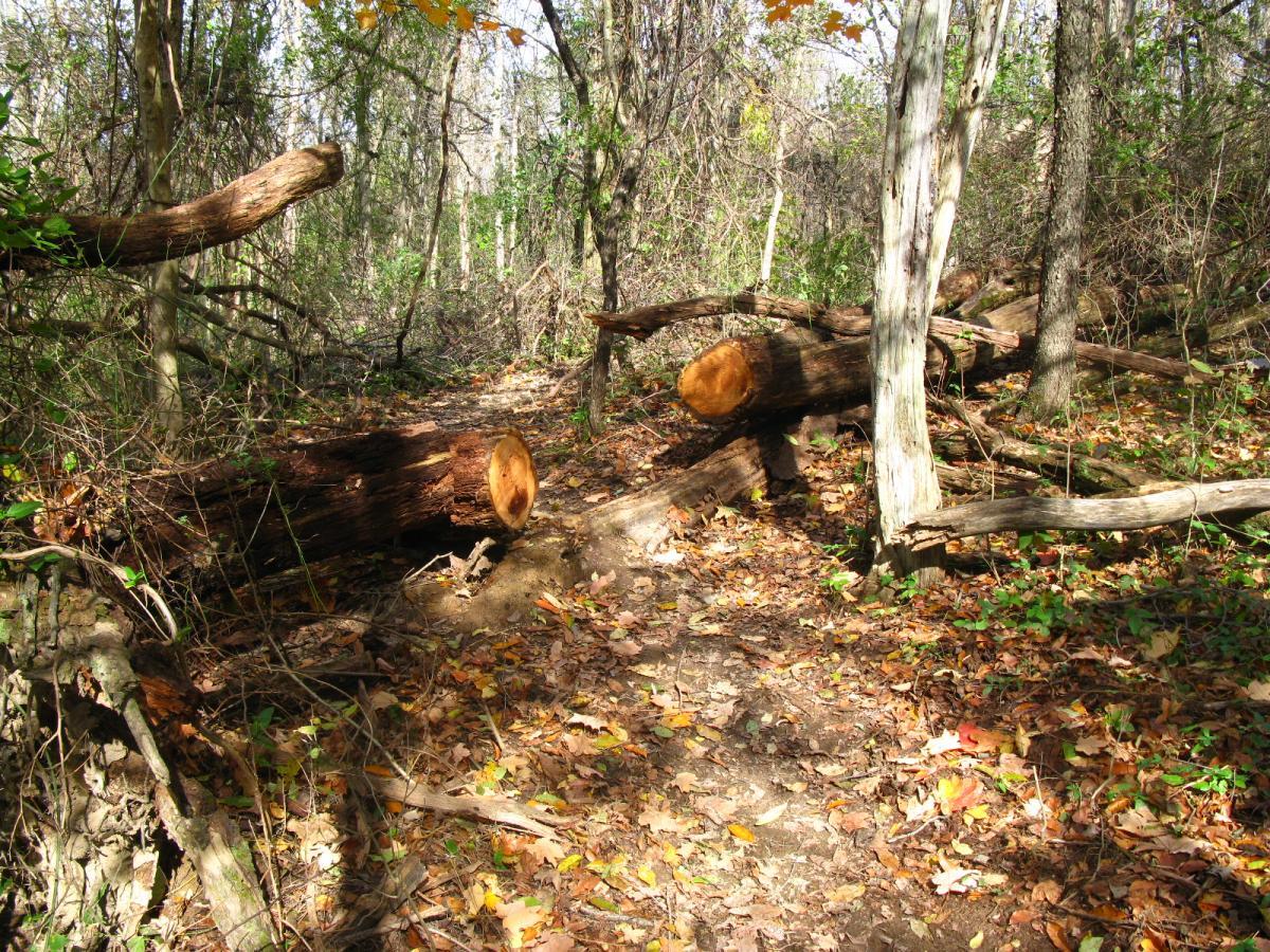 A winding trail through a forest, featuring fallen logs and scattered leaves. Sunlight filters through the trees, illuminating the earthy path surrounded by greenery and underbrush. Chestnut Ridge mountain bike trail.
