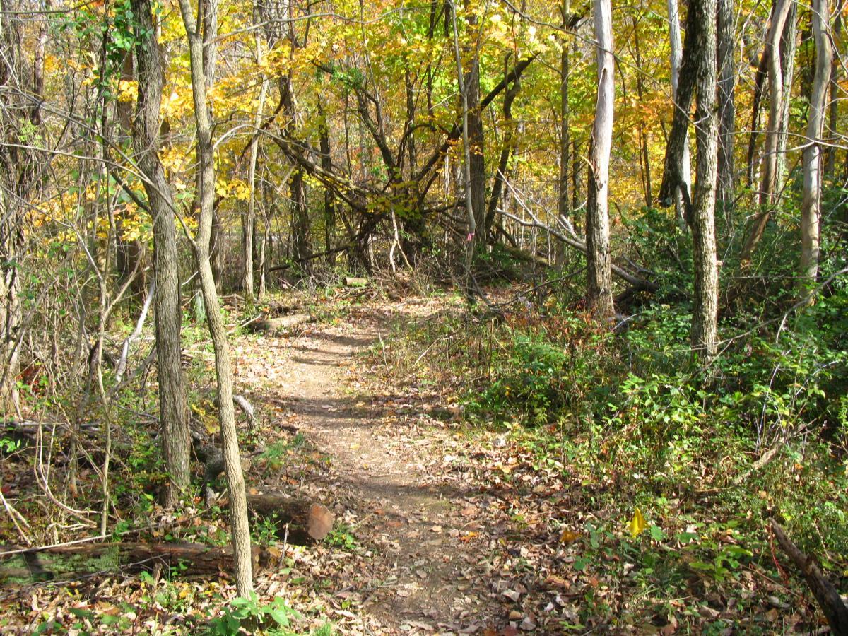 A winding dirt path through a forest with trees displaying autumn leaves in shades of yellow and orange, surrounded by underbrush and fallen leaves on the ground. Chestnut Ridge mountain bike trail.