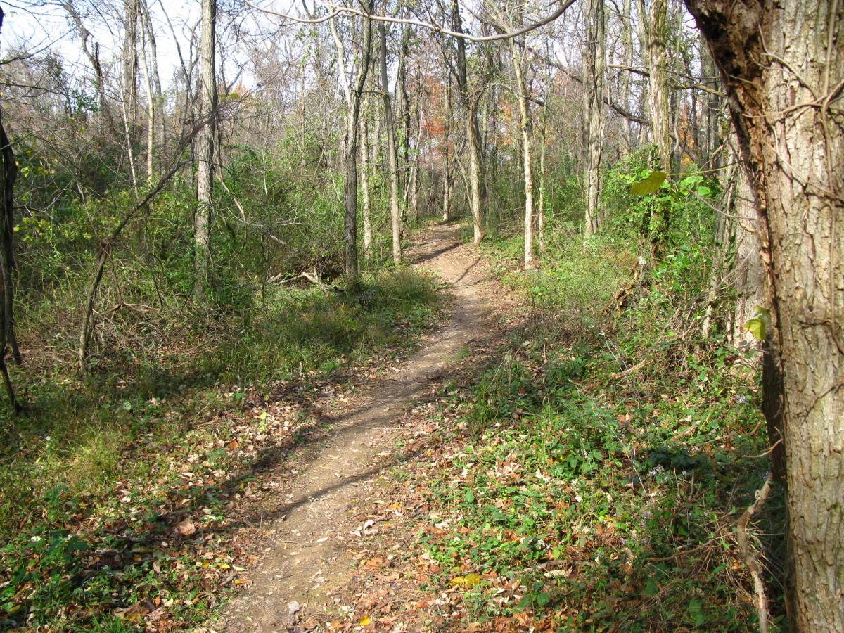 A winding dirt path through a wooded area, surrounded by trees and greenery, with scattered fallen leaves and underbrush along the sides. The scene conveys a sense of tranquility and nature, illuminated by soft natural light. Chestnut Ridge mountain bike trail.