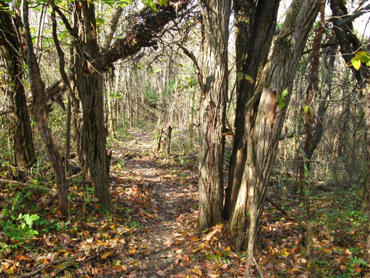 A narrow dirt path winding through a dense forest, lined with tall trees and scattered with fallen leaves. The scene is illuminated by soft sunlight filtering through the tree branches, creating a tranquil and natural atmosphere. Chestnut Ridge mountain bike trail.