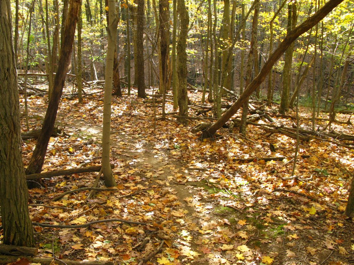 A peaceful forest path covered with fallen autumn leaves, surrounded by tall trees with green and yellow foliage, and scattered branches on the ground. The sunlight filters through the trees, casting dappled shadows on the trail. Chestnut Ridge mountain bike trail.