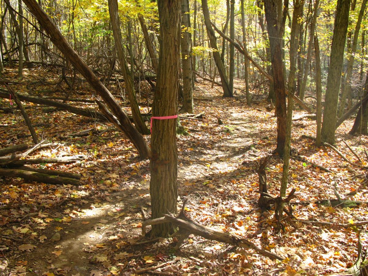 A forest scene featuring a winding dirt path surrounded by trees and autumn leaves. A tree in the foreground is marked with a pink ribbon, and the ground is covered with a mix of fallen leaves and branches. The sunlight filters through the canopy, creating a tranquil atmosphere. Chestnut Ridge mountain bike trail.