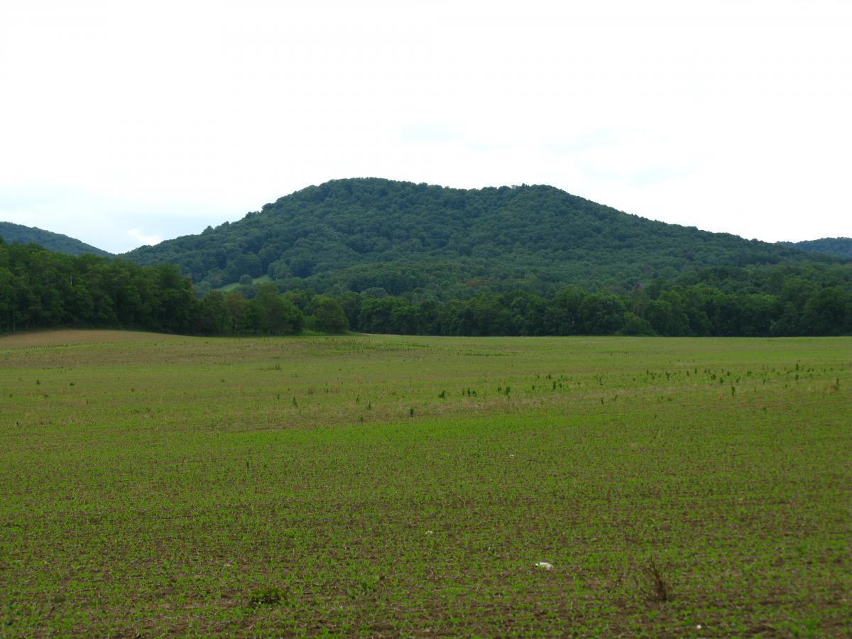 A panoramic view of a lush green field in the foreground, dotted with small plants, leading up to a forested hill that rises in the background under a cloudy sky. Great Seal State Park mountain bike trail.