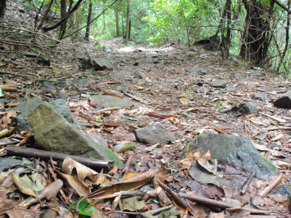 A narrow, rocky trail winding through a dense forest, covered with fallen leaves and small stones. The ground is uneven and surrounded by lush greenery, including trees and underbrush. Pinhoti Trail: Mountaintown Creek Segment mountain bike trail.