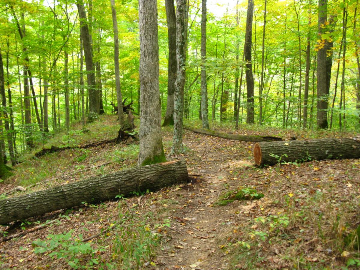 A wooded trail winding through a lush forest with tall trees and fallen logs. The vibrant green foliage indicates a healthy ecosystem, with a few hints of yellow leaves suggesting the changing seasons. The path appears natural and inviting, surrounded by diverse plant life. Lake Hope State Park mountain bike trail.