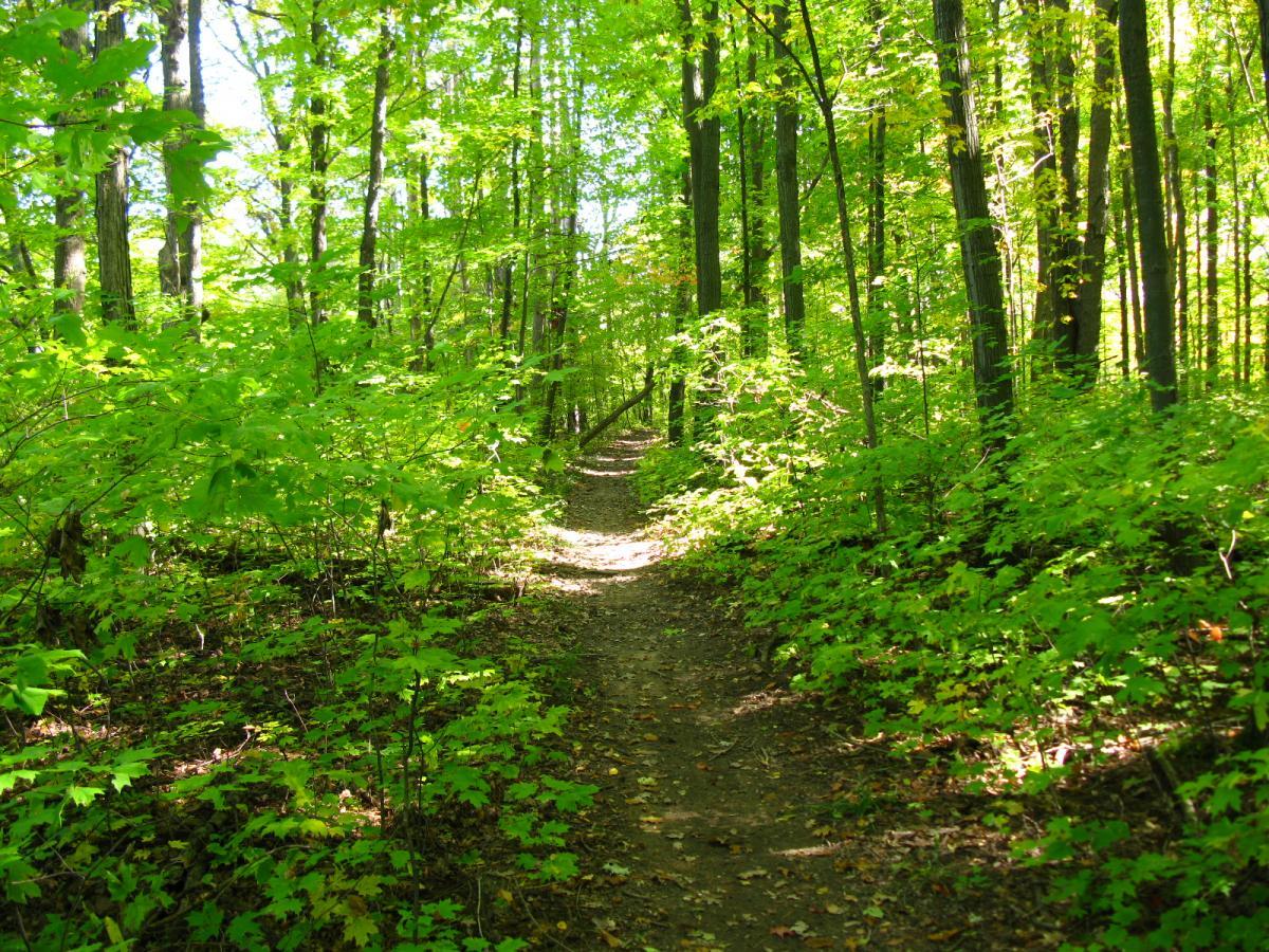 A winding dirt trail surrounded by lush, green foliage and tall trees, illuminated by sunlight filtering through the leaves. Van  Buren mountain bike trail.