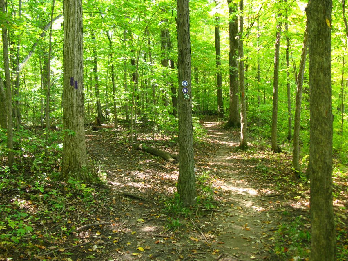 A lush green forest scene featuring a dirt path that forks in two directions. Trees with vibrant green leaves stand tall on either side, and there are trail markers on tree trunks to guide visitors. The sunlight filters through the canopy, illuminating the ground covered in fallen leaves and twigs. Van  Buren mountain bike trail.