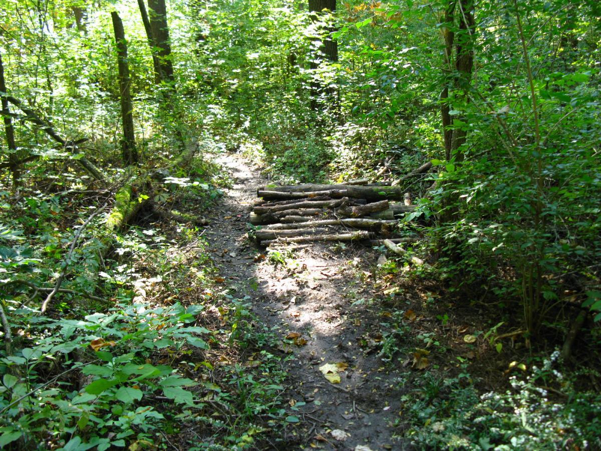 A wooded path in a forest, surrounded by dense greenery, with a pile of logs placed across the trail. Sunlight filters through the trees, casting dappled light on the ground. Van  Buren mountain bike trail.