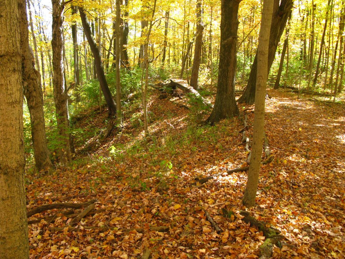 A peaceful forest scene in autumn with vibrant yellow and orange leaves on trees. The ground is covered in fallen leaves, and a narrow path winds through the trees, inviting exploration. Sunlight filters through the canopy, creating a warm and serene atmosphere. Hueston Woods State Park mountain bike trail.