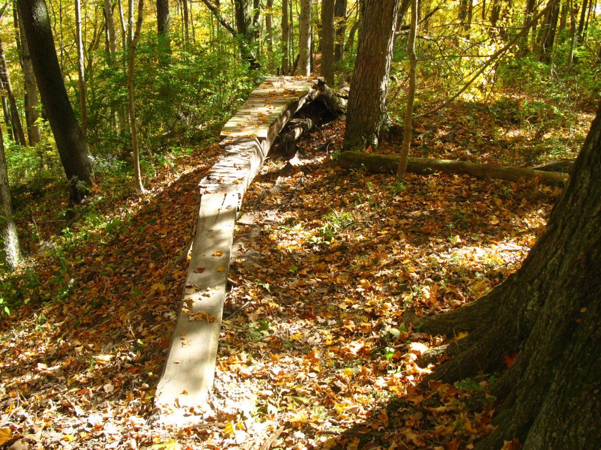 A wooden pathway running through a forest covered in autumn leaves, surrounded by trees with vibrant yellow and green foliage. The sunlight filters through the branches, illuminating the path and creating a serene, natural atmosphere. Hueston Woods State Park mountain bike trail.