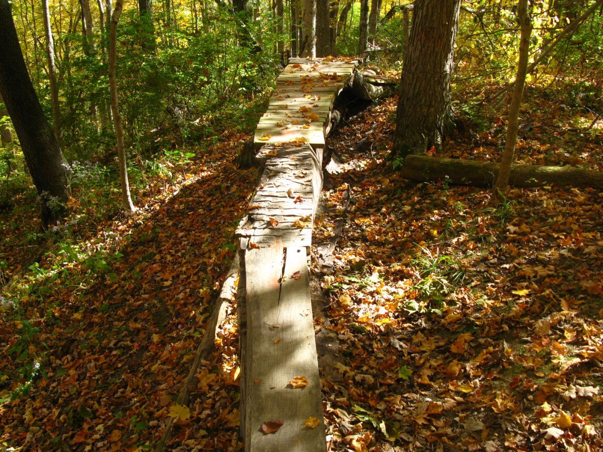 A wooden path winding through a forest floor covered in colorful autumn leaves, surrounded by trees with vibrant yellow and green foliage. Hueston Woods State Park mountain bike trail.