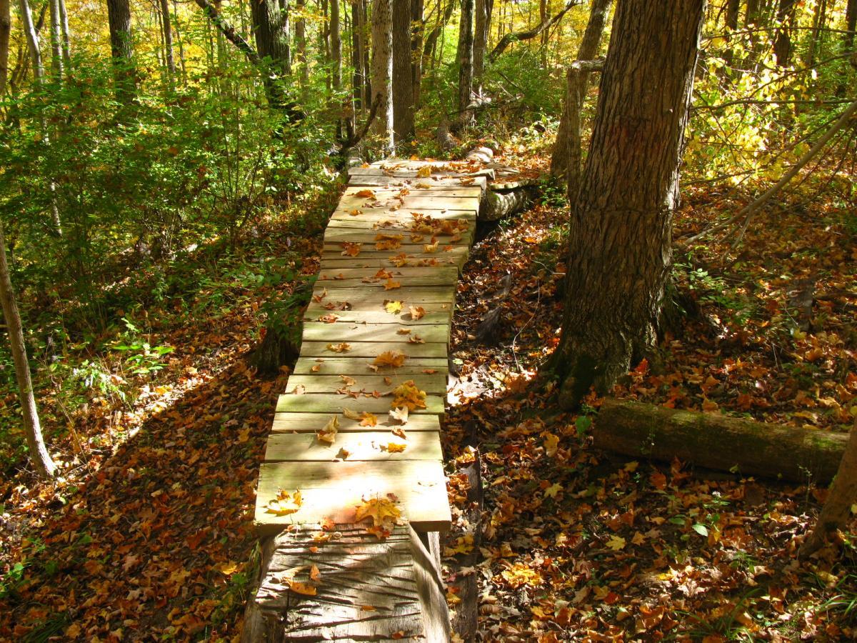 A wooden pathway winding through a forest, surrounded by vibrant autumn foliage, with colorful fallen leaves scattered on the ground and the path. Sunlight filters through the trees, casting soft shadows on the trail. Hueston Woods State Park mountain bike trail.