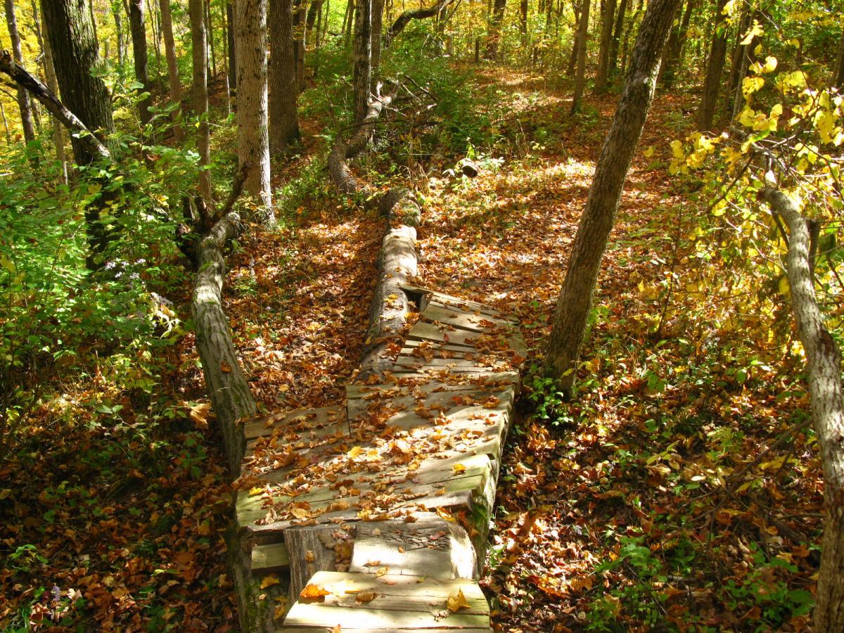 A wooden pathway covered in fallen leaves meanders through a forest filled with trees in various shades of green and hints of autumn colors. Sunlight filters through the canopy, illuminating the natural trail and the surrounding foliage. Hueston Woods State Park mountain bike trail.